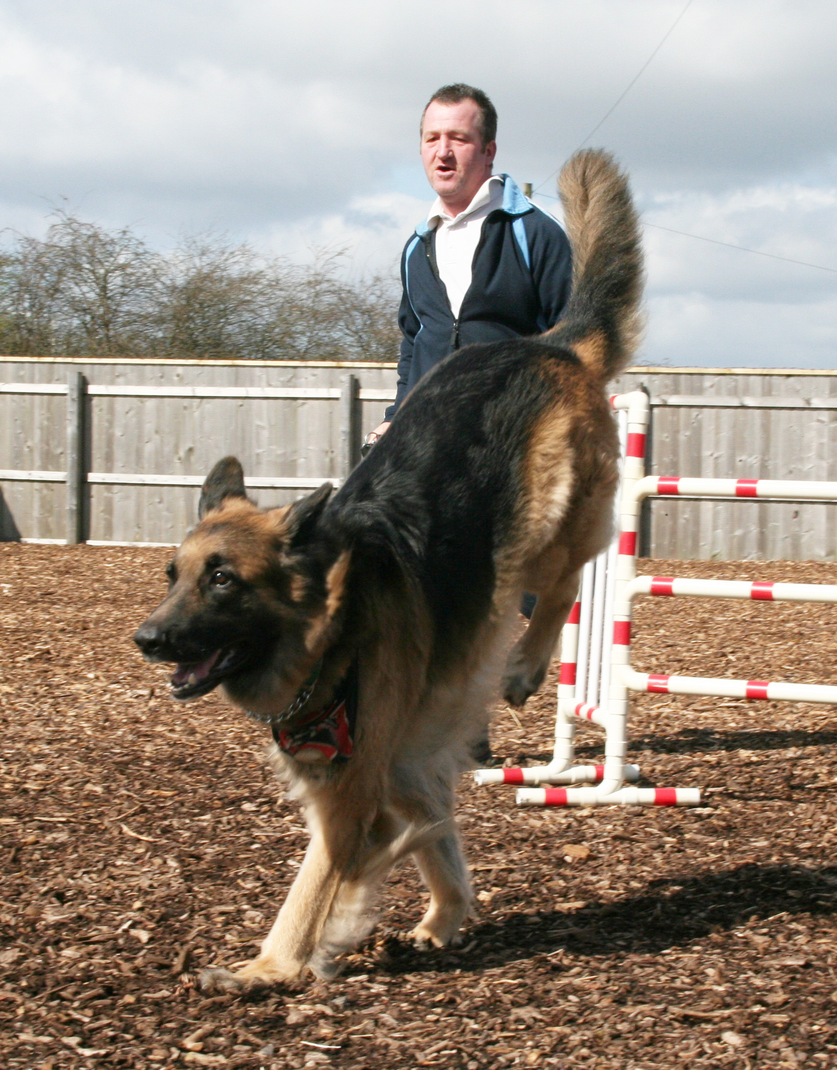 Viking, GSD dog jumping